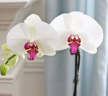 Набор для орхидей: Эликсир спрей Экстра цветение, 400мл, и Эликсир Монодоза прикорневая 2х10 мл - Фото 4